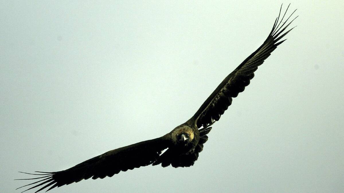 Wedge-tailed eagles are listed as an endangered species in Tasmania.