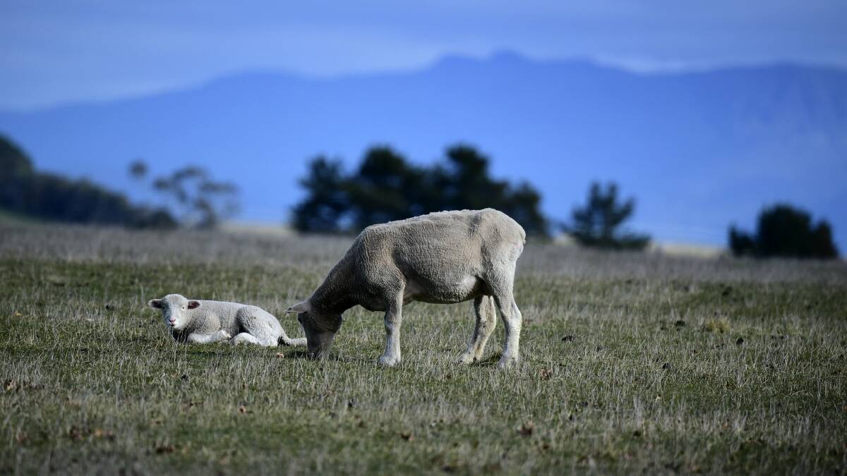 Sheep and new-born lambs faced a particularly cold winter in the North of the state, but without as much rain as is usually recorded. Picture: PAUL SCAMBLER