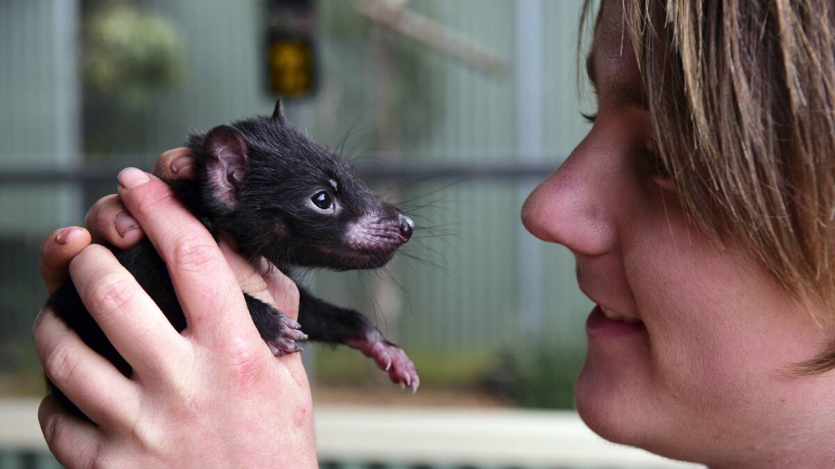 Tasmania Zoo keeper Elisha Palfreyman with one of the zoo’s Tasmanian devil imps, who recently emerged from mum Sooty’s pouch. Picture: PAUL SCAMBLER
