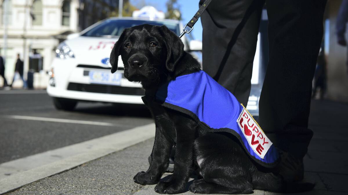 Jacob, an 11-week-old Labrador, who is in training to be a guide dog. Tasmanian guide dog handlers say they’ve been refused service by taxi drivers.  Picture: PAUL SCAMBLER