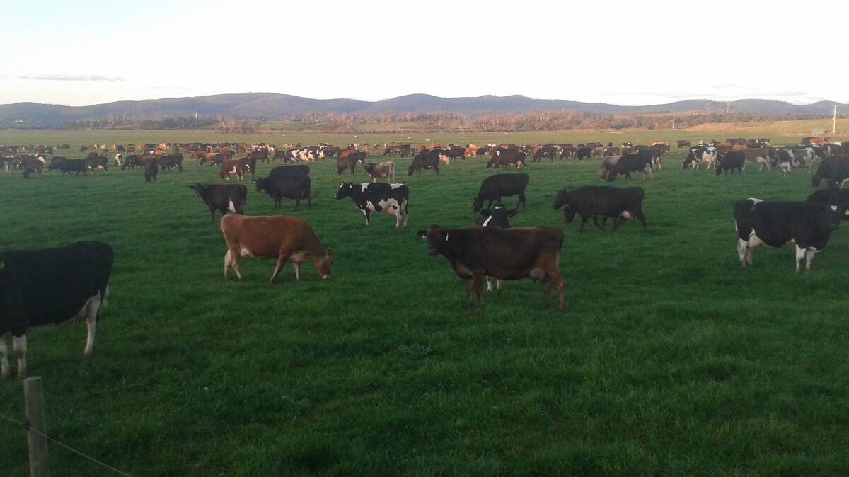 Cows enjoying the green grass at the farm in earlier seasons. This year the focus farm has been impacted by the dry weather with the paddocks drying up earlier than usual. 