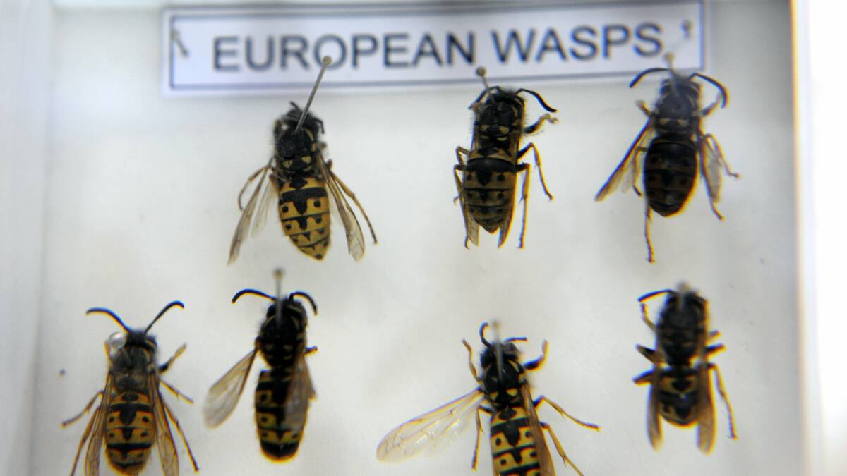 State safe from Victorian wasp plague: expert