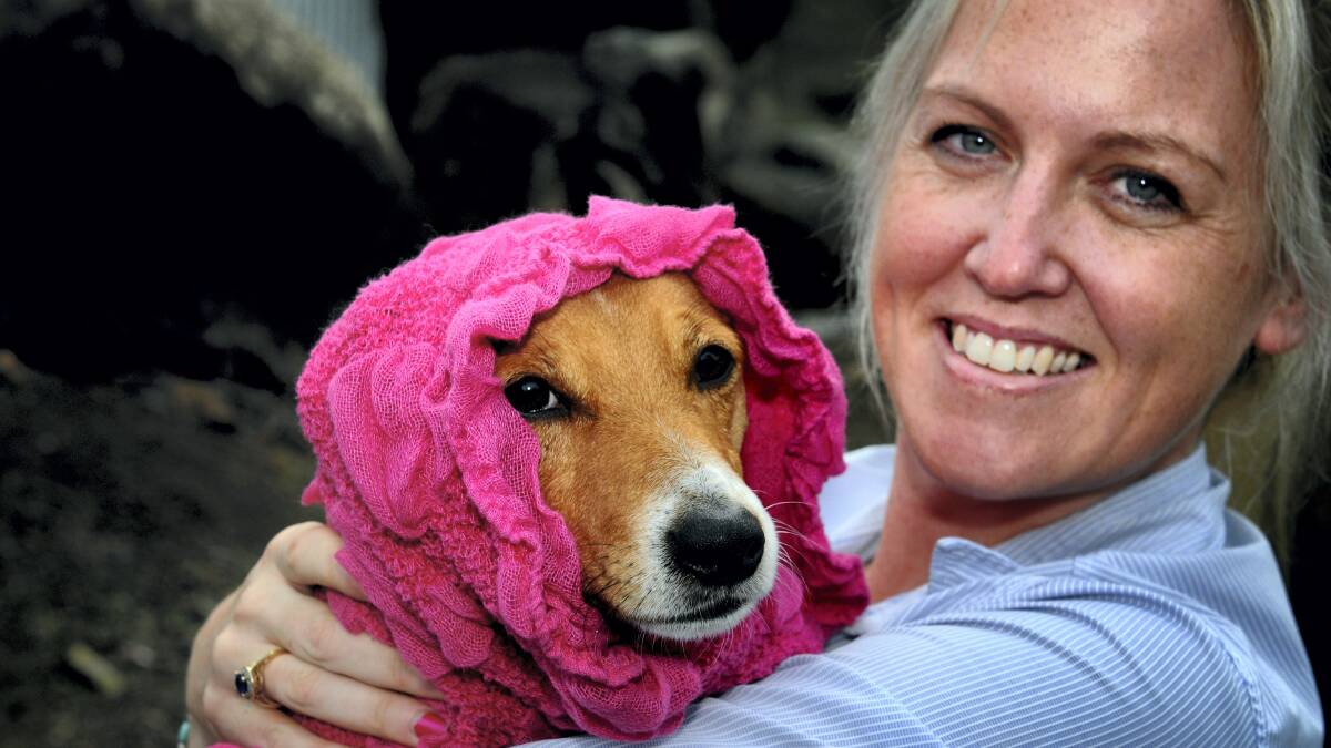Rugged-up Rex the Jack Russell is cuddled by carer Hayley Stepchuk at the RSPCA at Mowbray. Picture: GEOFF ROBSON