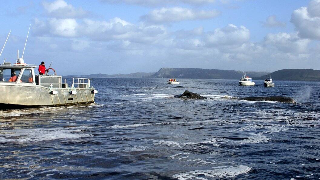 The rescue team escorts whales back into the deep water in 2011.