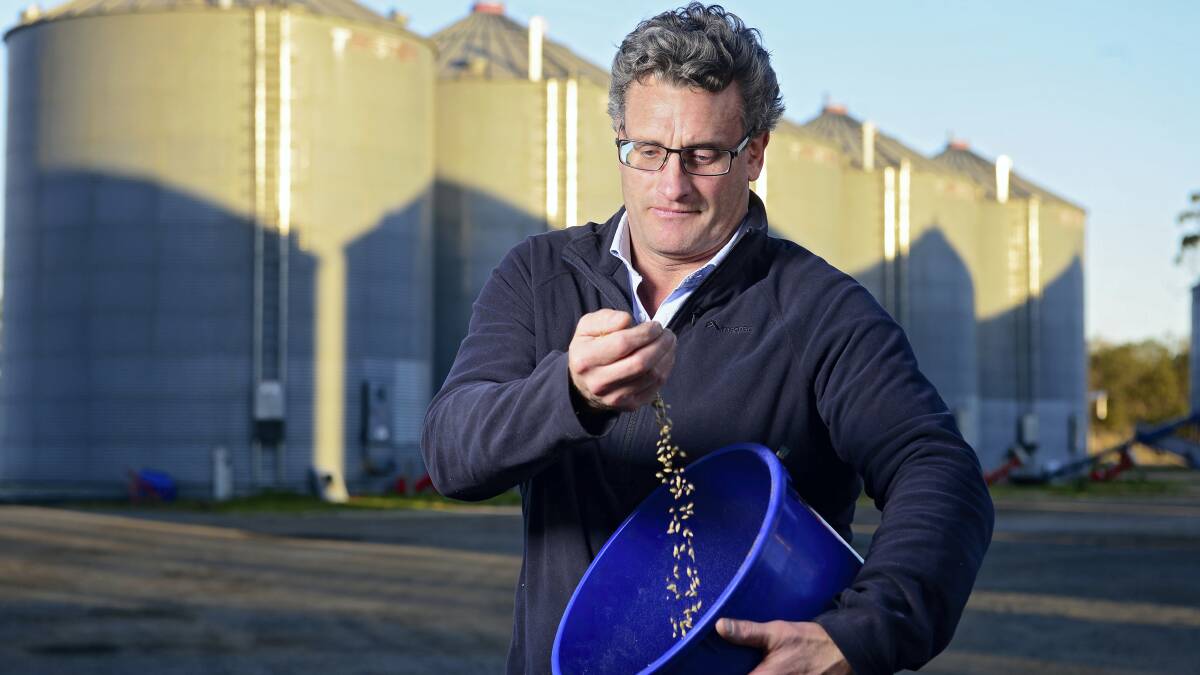 TAP AgriCo managing director David Skipper with the new gluten-free barley that will be grown on 70 hectares throughout the state. Picture: PHILLIP BIGGS   