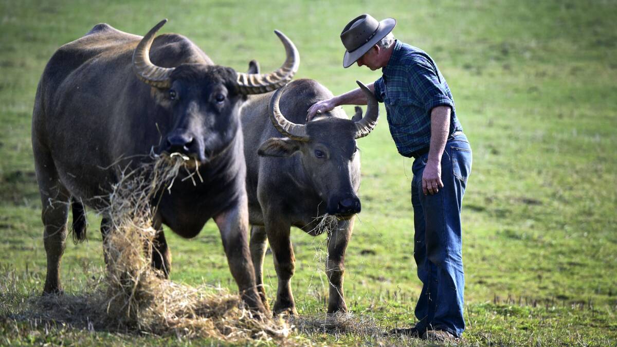 Buffalo farmer Phil Oates with some of his herd on his property at Preston. Picture: PAUL SCAMBLER