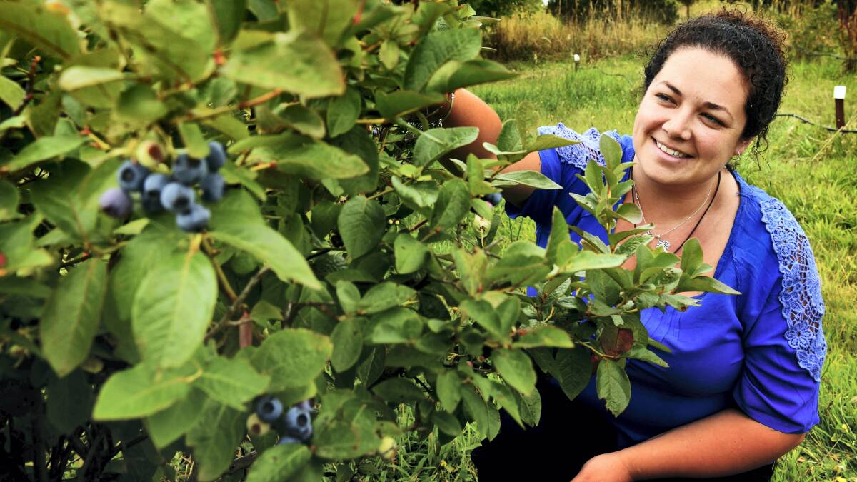 Blueberry Barn’s Naomi Mathews inspects plants on the Frankford property.  Picture: SCOTT GELSTON
