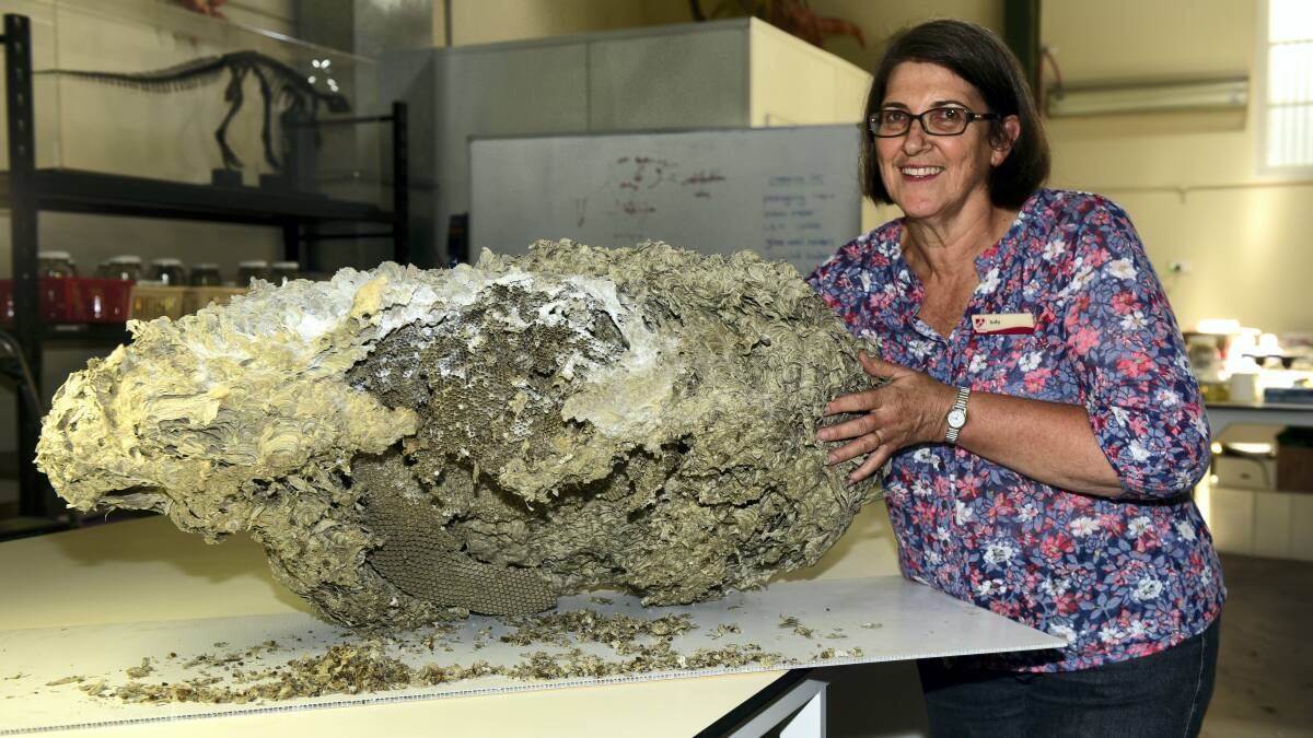 QVMAG collections officer Judy Rainbird with a European wasp nest.  Picture: PAUL SCAMBLER