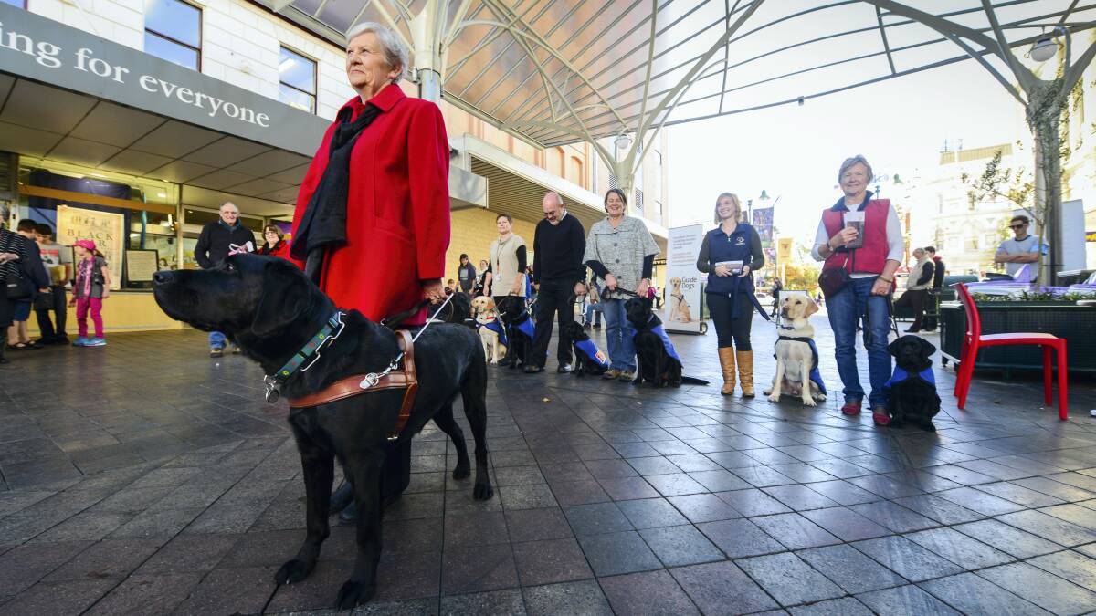 Helen Turner, of East Launceston, with Eddy, and in the background (left to right) Kate Grady with Iris, Peter Green with Yuri and Nina, Linda Pridham with  Yoda, Zoe Polacik with Dexter, Aniko Taylor with Nelson.  Picture: PHILLIP BIGGS