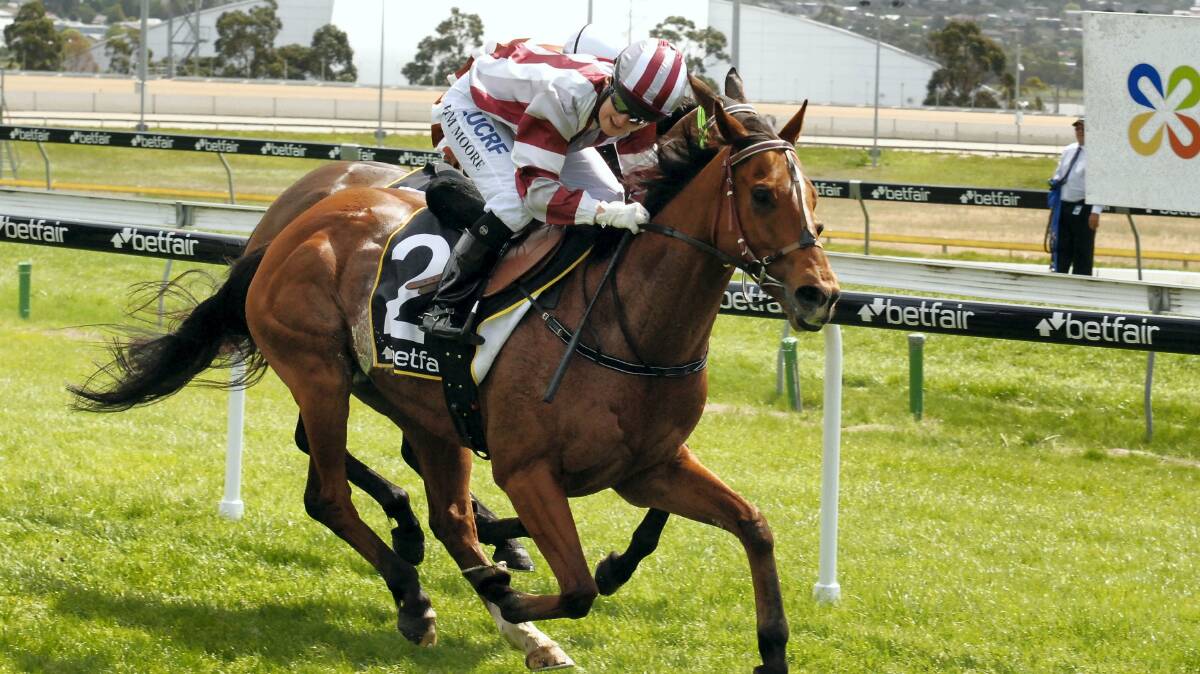 Lingo, ridden by Kim Moore, wins the THA Benchmark 82 Handicap, over 2100 metres,  at Elwick yesterday. Picture: PETER STAPLES (Tasracing)