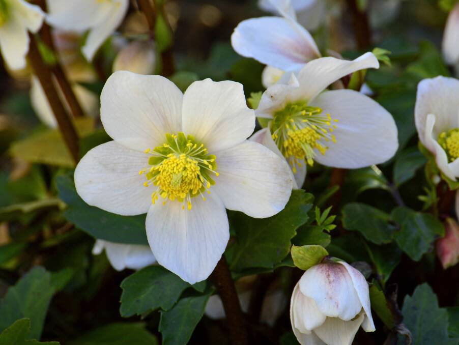 PICK YOUR SPOT: Be careful where you plant hellebores because they don’t like being shifted for a few years.