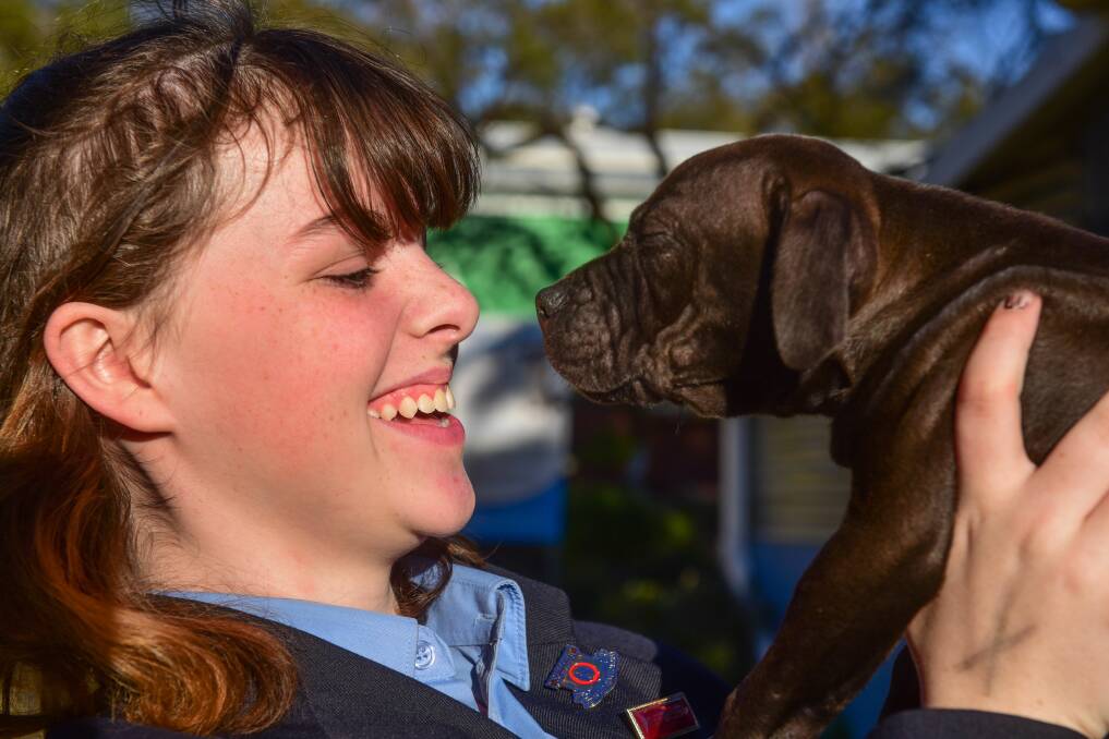 PUPPY LOVE: Student journalist Emma Nicholas meets a puppy at the RSPCA Launceston Animal Care Centre. Picture: Paul Scambler