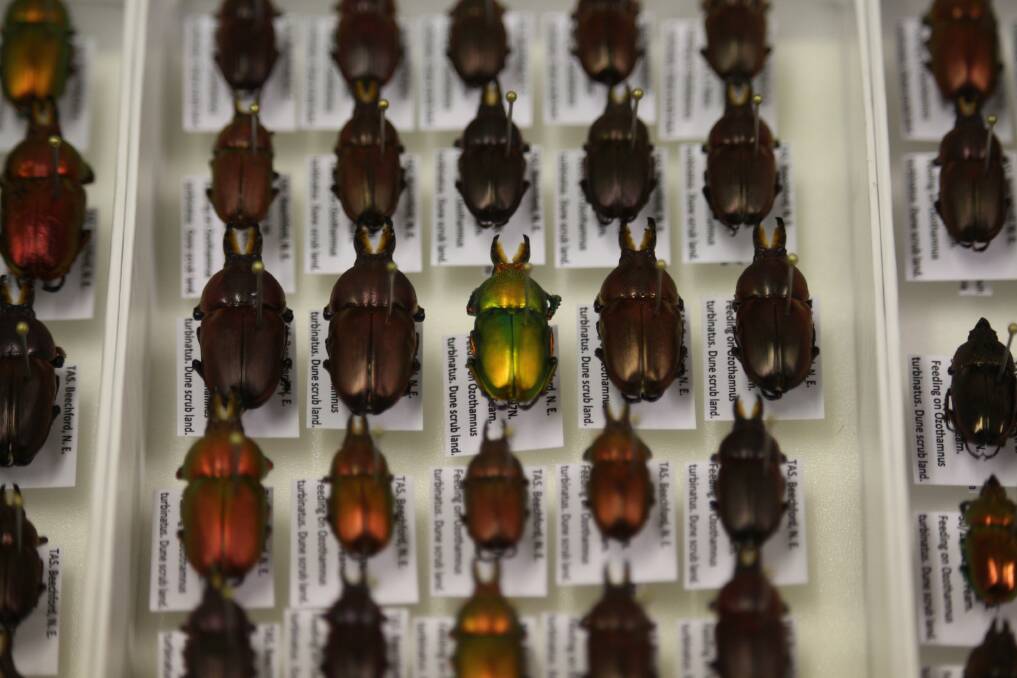 Rows and rows of multi-coloured Christmas Beetles.
