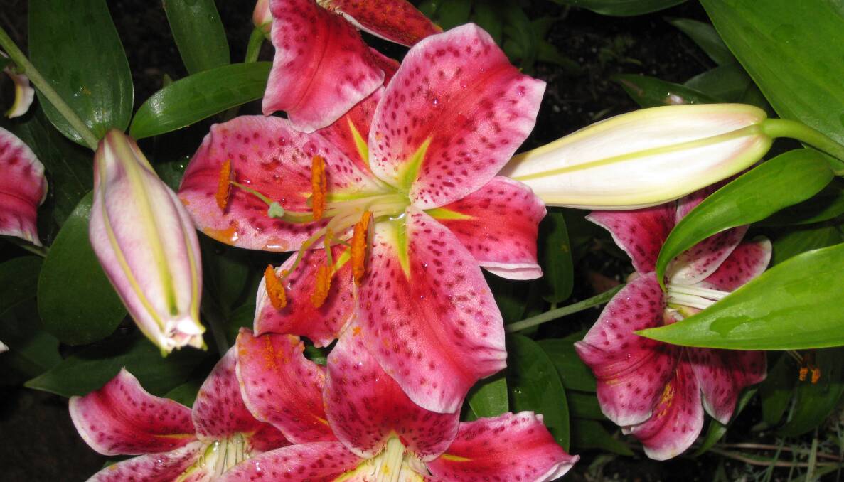 BEAUTIES: Liliums come in a range of colours and certain varieties will suit the beginner.