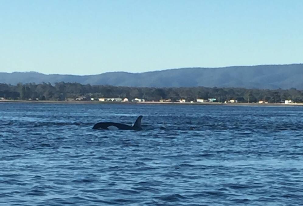 Killer Whales spotted in the Tamar River | Video, photos