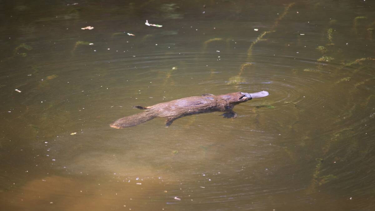 Platypus at Warrawee in early 2016.