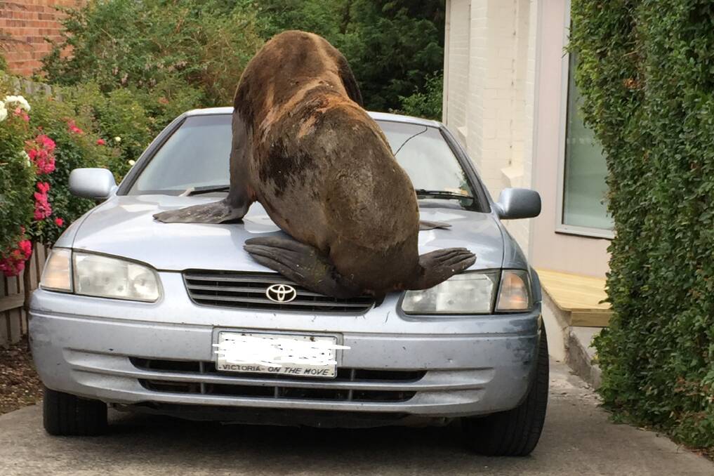 Members of the public should not approach the seal. Pictures: Tasmania Police