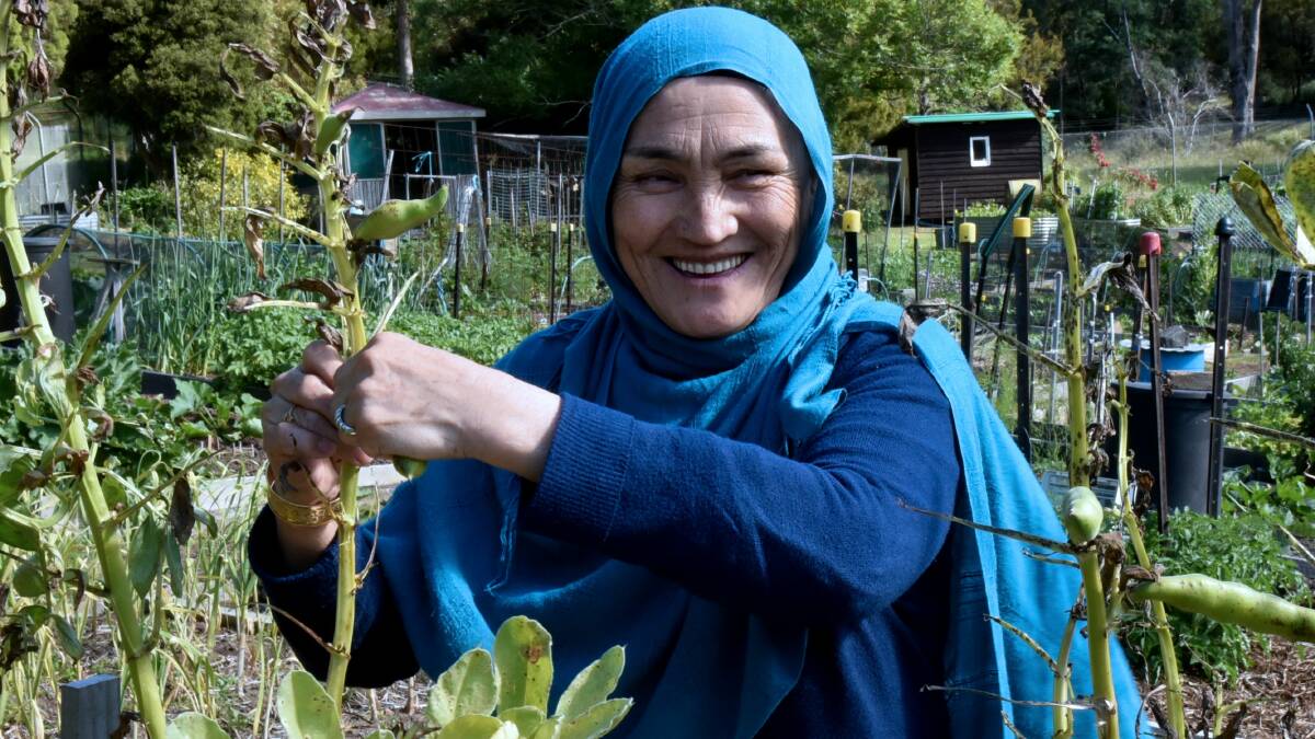 FRESH: Afghan community member Maryam Soltani picks broad beans at the Punchbowl community garden on Friday. Picture: Neil Richardson