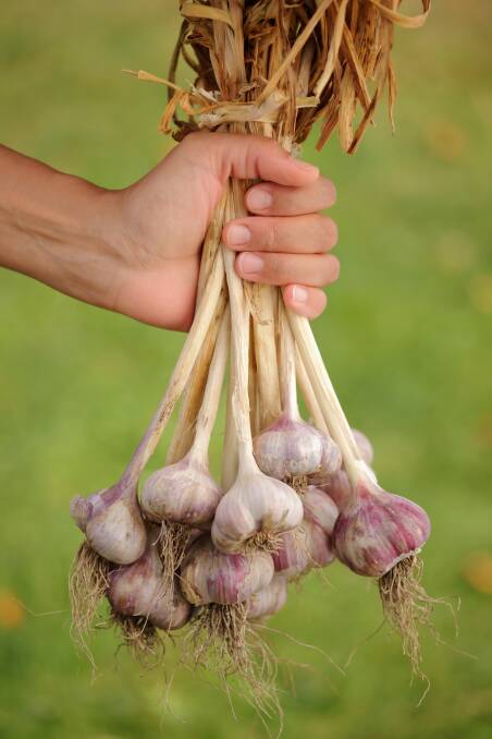 FAMILY: Garlic, along with onions and chives, belongs to the lily family, as can be seen from its name, allium sativum. 
