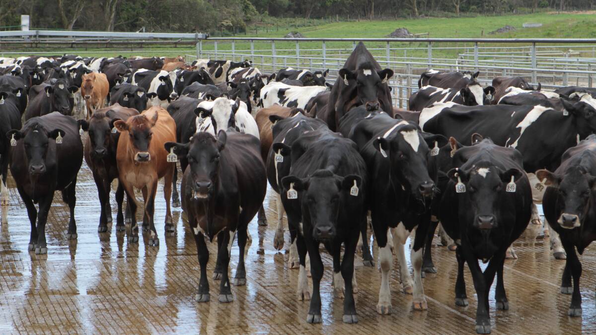 Farmers have vented their frustration as the state's two major processors have once again cut farmgate milk prices for the state of the 16-17 season. Picture: file.