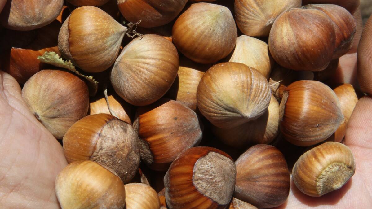 THREE NUTS: The Tri-Nut conference will focus on the hazelnut (pictured), walnut and chestnut industries and will be held in Launceston this week.