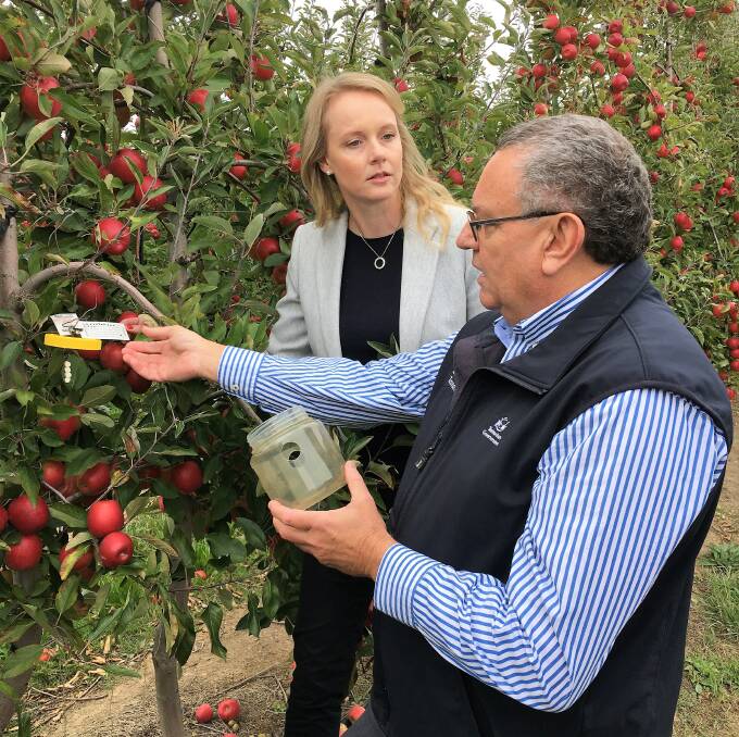 Primary Industries Minister Sarah Courtney and Biosecurity Tasmania chief executive Lloyd Klump at Top-Qual orchard at Sidmouth.