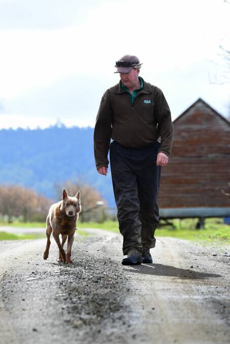 SHORTAGE: Tasmanian Farmers and Graziers Association president and Meander farmer Wayne Johnston says the shortage of suitable livestock for processing is due to the prolonged drought conditions experienced earlier in the year. Picture: Paul Scambler.