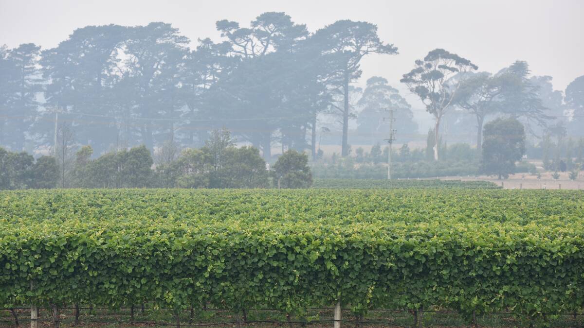 Consider smoke taint risk to grapes