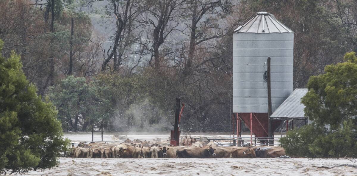 REFUGE: The Quoiba and Powranna saleyards have been opened up by Roberts livestock managers and community members for lost and injured livestock displaced by the recent floods. Picture: Cordell Richardson.
