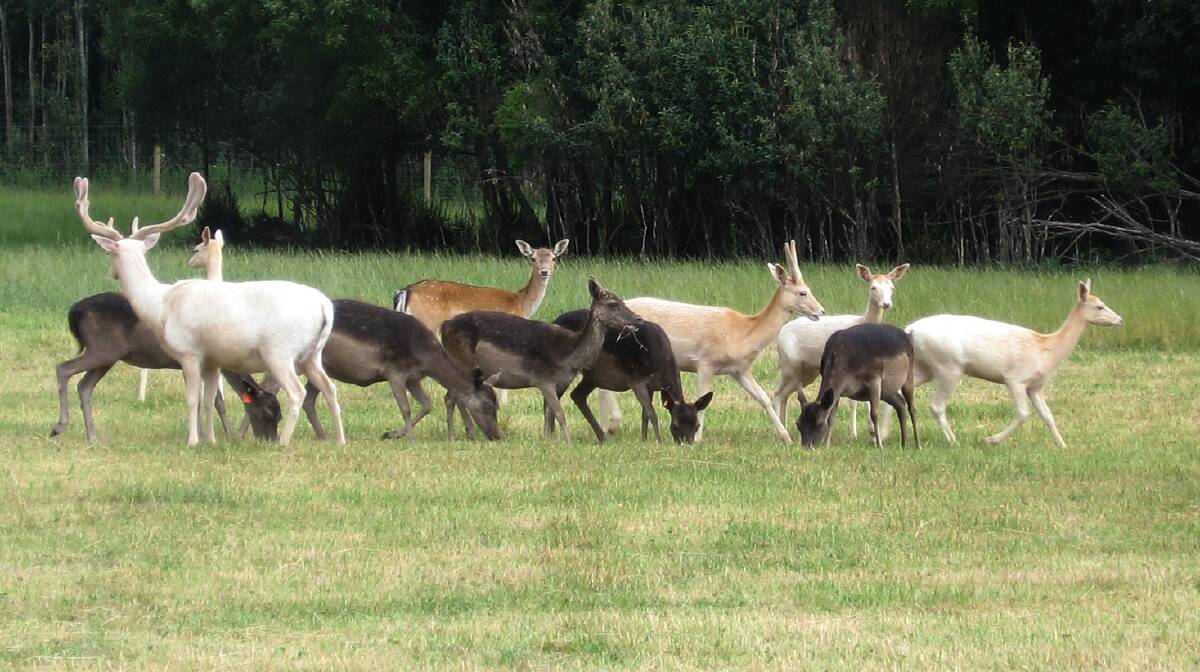 Mole Creek venison farmers Springfield Deer Farm have spoken out against deregulation of the industry in a submission to the active Legislative Council inquiry into wild fallow deer numbers.