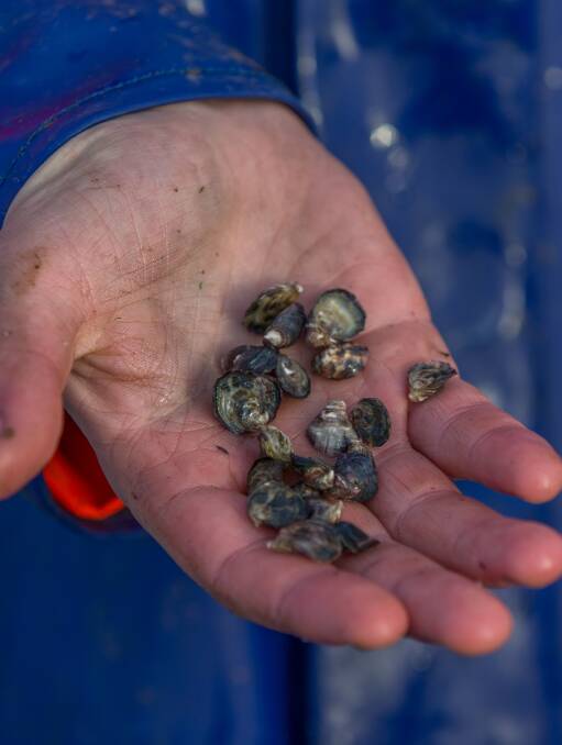 PARTNERS: A Tasmanian oyster producer has partnered with Yumbah Aquaculture to produce oyster spat to assist with the shortage caused by the outbreak of POMS. 
