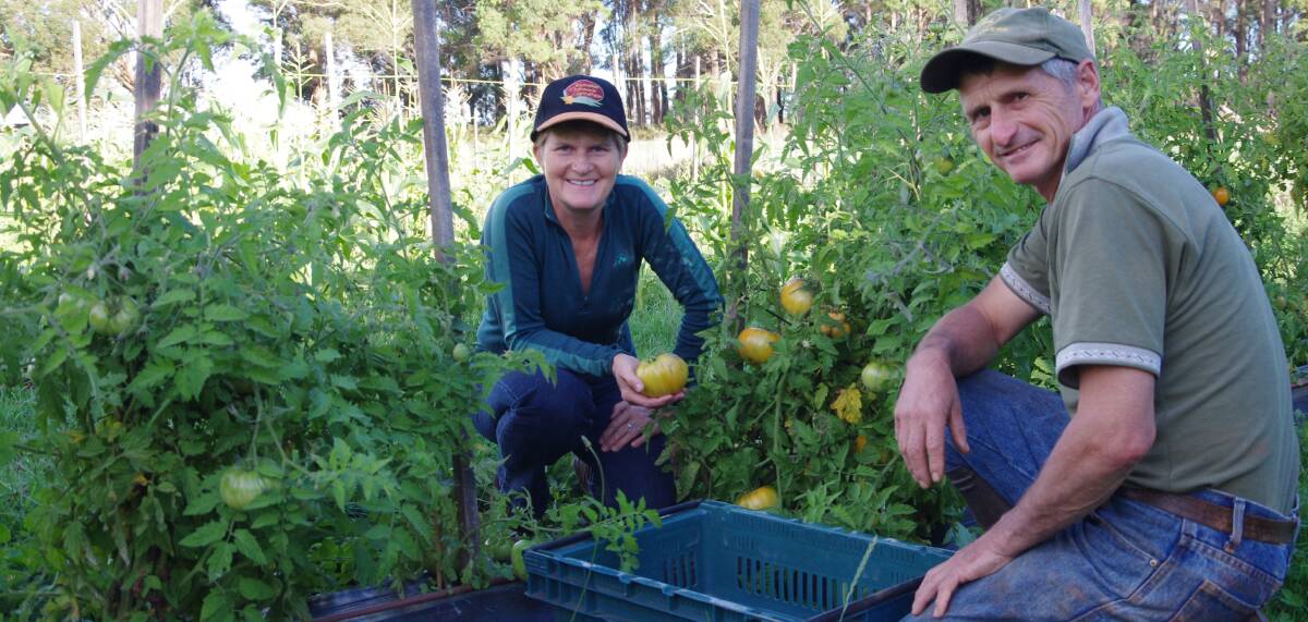VALUE ADD: Tasmanian Natural Garlic and Tomatoes owners Annette and Nevil Reed will host its inaugural seedling sale at the end of the month. 