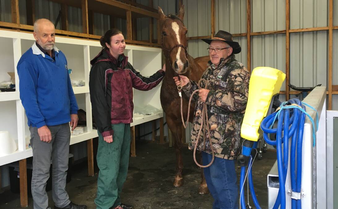 DENTAL HELP: Meander Valley Veterinary Services vet and equine dentists Roger Blackwell and Belinda Cosgrove with Trapper and his owner Ron Morgan. Picture: Caitlin Jarvis.
