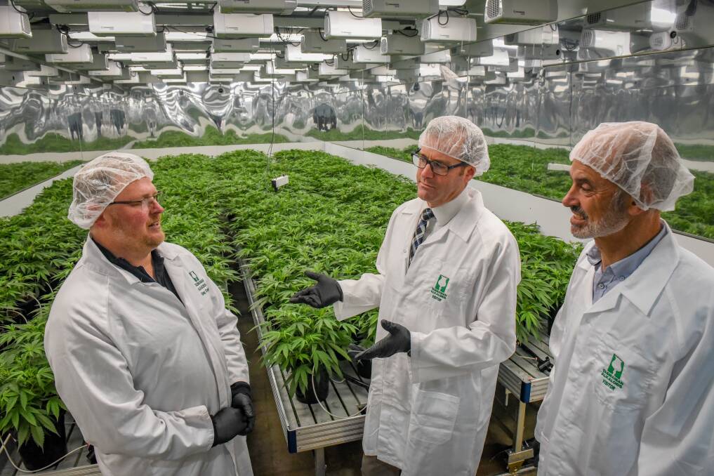 Tasmanian Alkaloids chief scientist Greg Symons with State Growth Minister Michael Ferguson and Resources Minister Guy Barnett with the medicinal cannabis plant. Picture: Paul Scambler