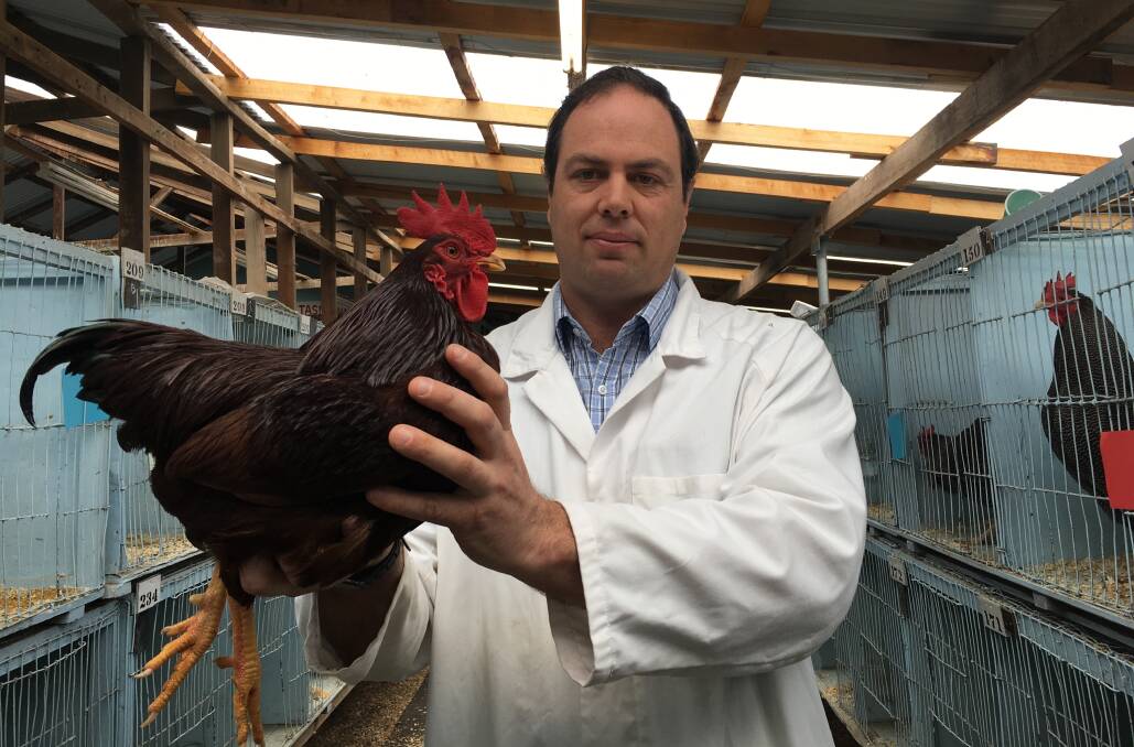 Poultry judge John Watson with the winning rooster for the Rhode Island red breed at the 160th Longford Show on Saturday.