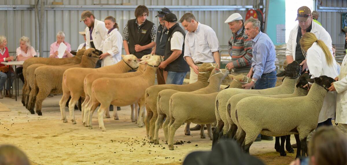 SHOW: Sheep being judged at the 2015 Launceston Show. This year the show will feature the Federal Council of Agricultural Societies competitions.