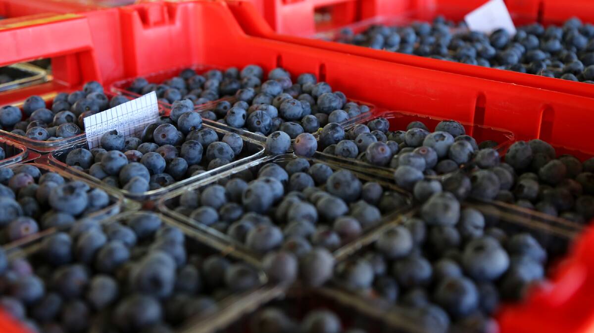 Blueberries packed and ready from Costa's Sulphur Creek farm in 2015.