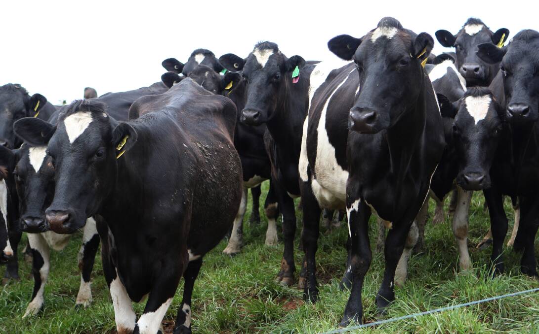 SLOW RECOVERY: A national voluntary code of conduct is being developed between dairy farmers and processors to reduce the likelihood of another price crash like the one experienced in May last year.