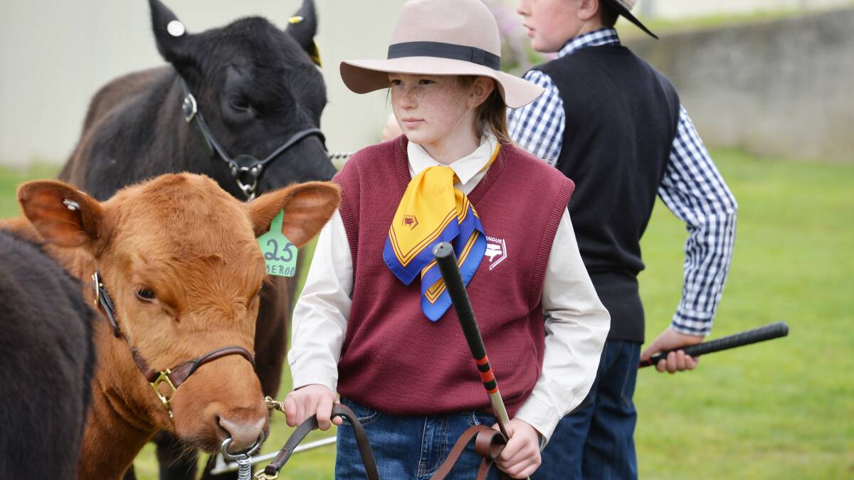 GAME FACE: The cattle judging competitions got underway on the first day of the 2016 Burnie Show on Friday. Picture: Brodie Weeding.