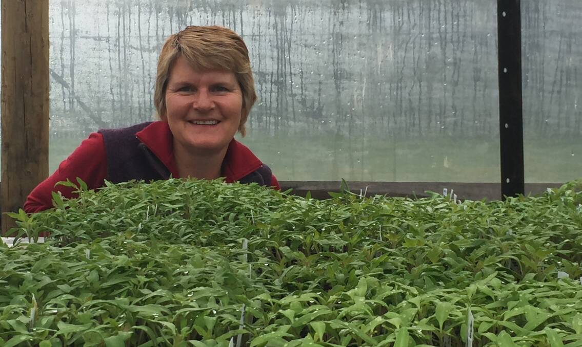 GROWTH: Tasmanian Natural Garlic and Tomatoes farmer Annette Reed with some tomato seedlings. Mrs Reed is also the 2014 Tasmanian Rural Woman of the Year winner. Picture: Caitlin Jarvis.