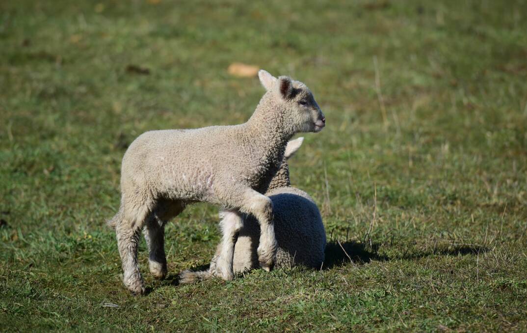 WEATHER IMPACT: Prolonged wet weather and the prediction of a wet spring could impact on early lambs that have already been born. Picture: Paul Scambler.