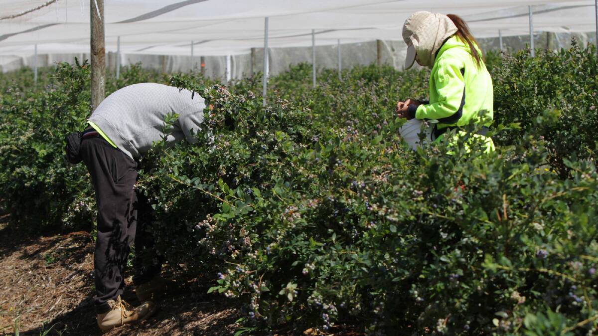 DETECTED: Pickers harvest blueberries at Costa's Sulphur Creek facility in 2015. The farm has been confirmed as infected with blueberry rust. Picture: file. 