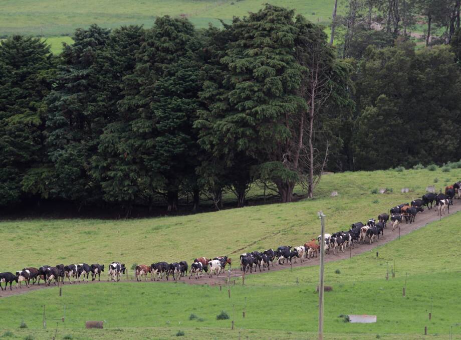 RECOVERY: An outlook report by Dairy Australia has indicated an oversupply in the international market may be waning, which is good news for Tasmanian dairy farmers. 
