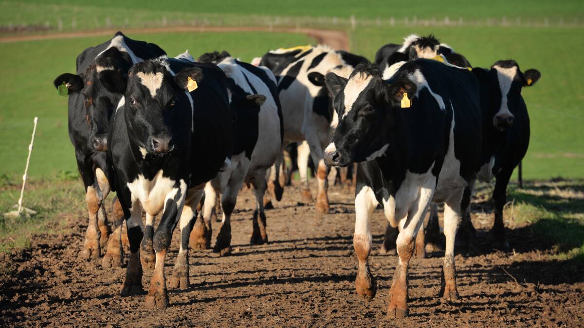 Fonterra Australia advised its suppliers it would increase its average farm gate milk price to $5.20kgMS.