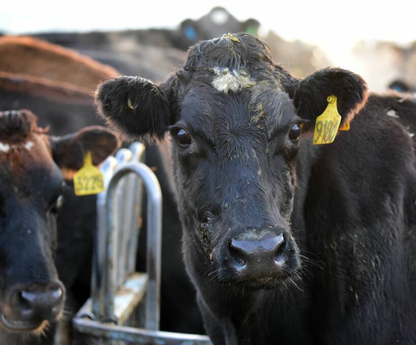 BITTER BLOW:  Murray Goulburn has posted a starting farmgate milk price below what the processor giant was paying farmers during the milk price crash in May. Picture: Paul Scambler.
