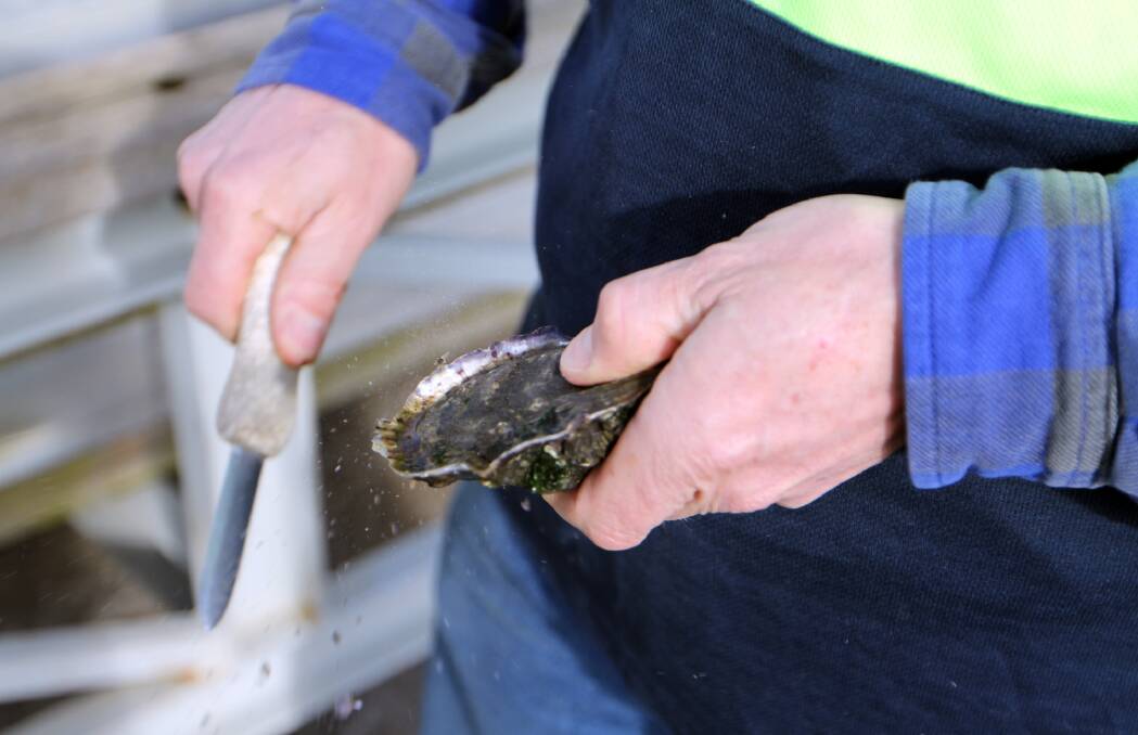 SUPPORT: The state and federal governments have announced a $7.6 million assistance package to fund the recovery of the oyster industry affected by POMS.
