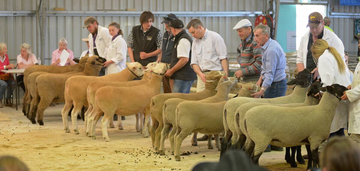 WIN: Sheep judging at last year's Launceston Show. The show has been selected to host the national championships this year. Picture: Phillip Biggs.