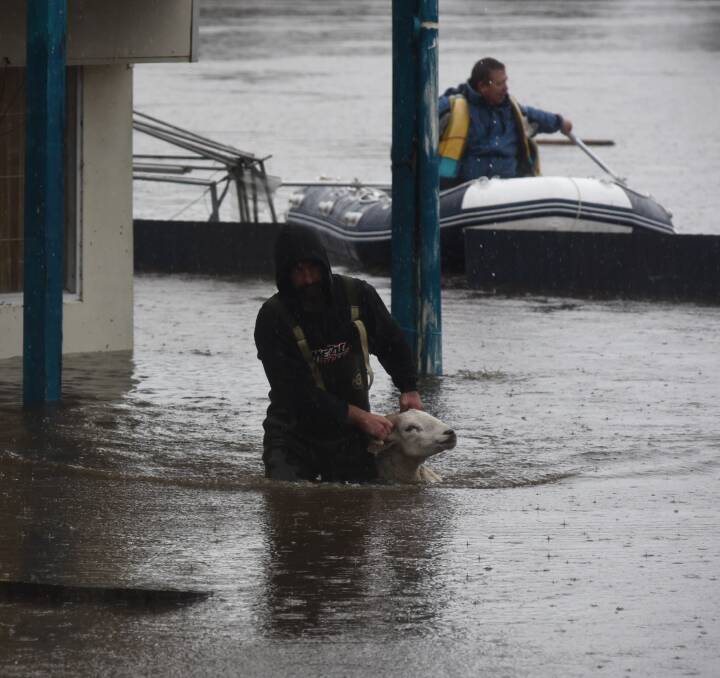 RESCUE: Phil Boxhall rescuing sheep from the rising waters at St Leonards on Monday. Pictures: Neil Richardson