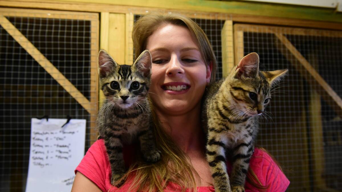 Some of the kittens and cats available for adoption from Just Cats at Longford. Pictures by Paul Scambler