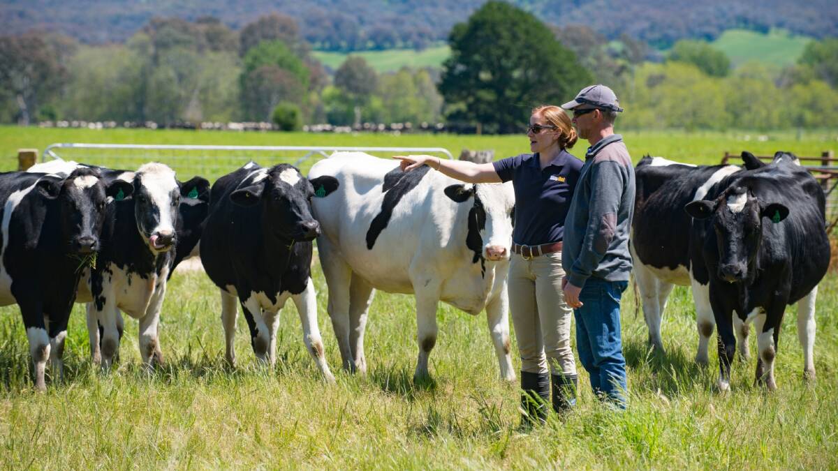 Primed: Rivalea territory manager Ellen Fitzgibbon talks to a dairy farmer about better utilising prime pasture.